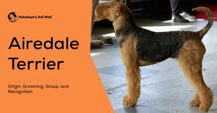 Unveiling the Airedale Terrier