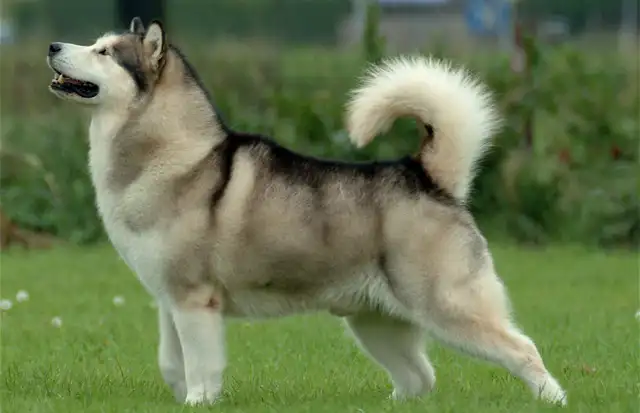 Alaskan Malamute : A Comprehensive Guide