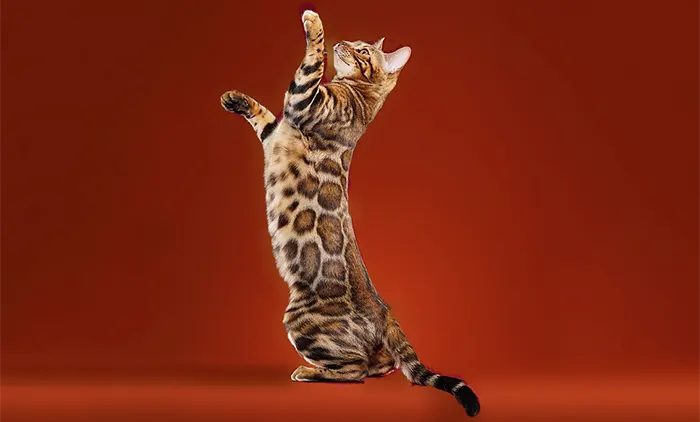 Bengal Cat