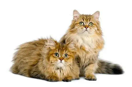 British Longhair Cat