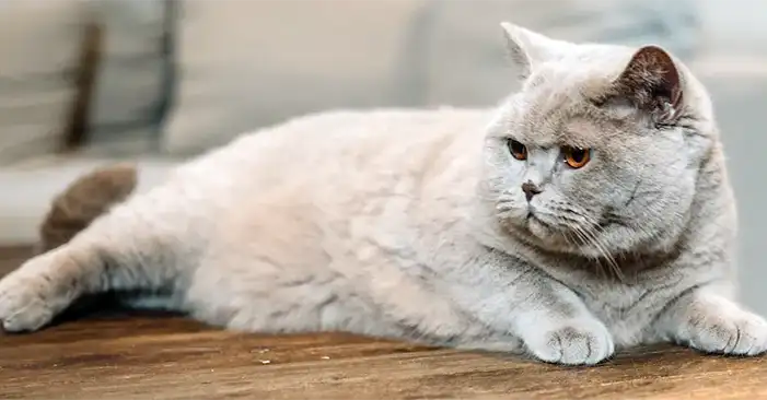 British Shorthair Cat Breed