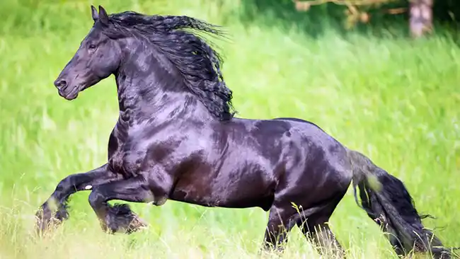 Friesian Horse Breed : An In-depth Look at the